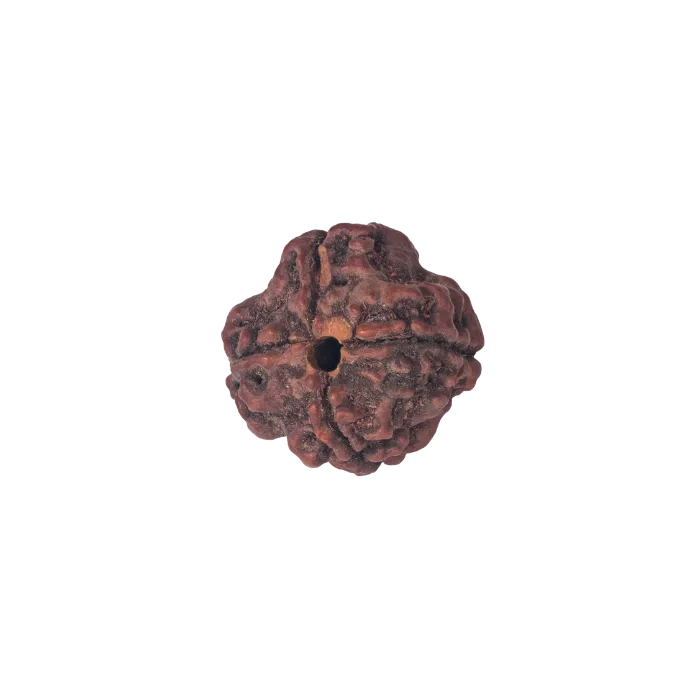 Seme di Rudrākṣa – anteprima della sezione sulle Proprietà dei Semi Sacri Umadevi.