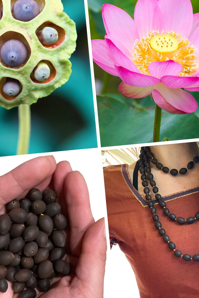 Collage simbolico con il fiore e la capsula del loto, una mano che tiene i semi e una donna che indossa una japamālā, simbolo di purezza, devozione e rinascita spirituale.