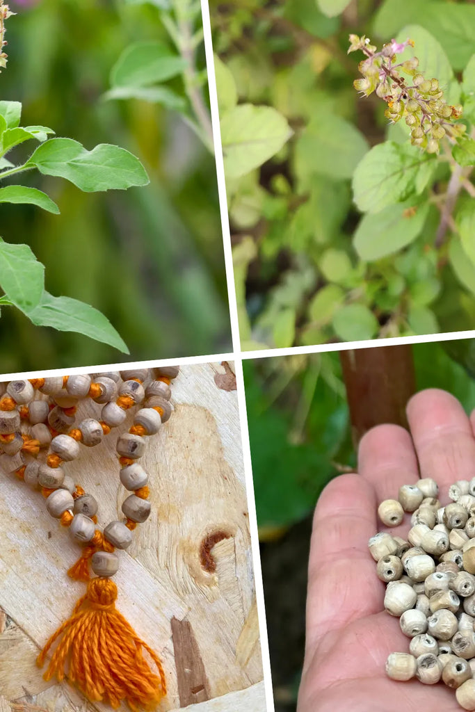 Collage simbolico con la pianta di Tulsi, una mano con i semi e una japamala – simbolo di purezza, devozione e protezione nelle creazioni Umadevi