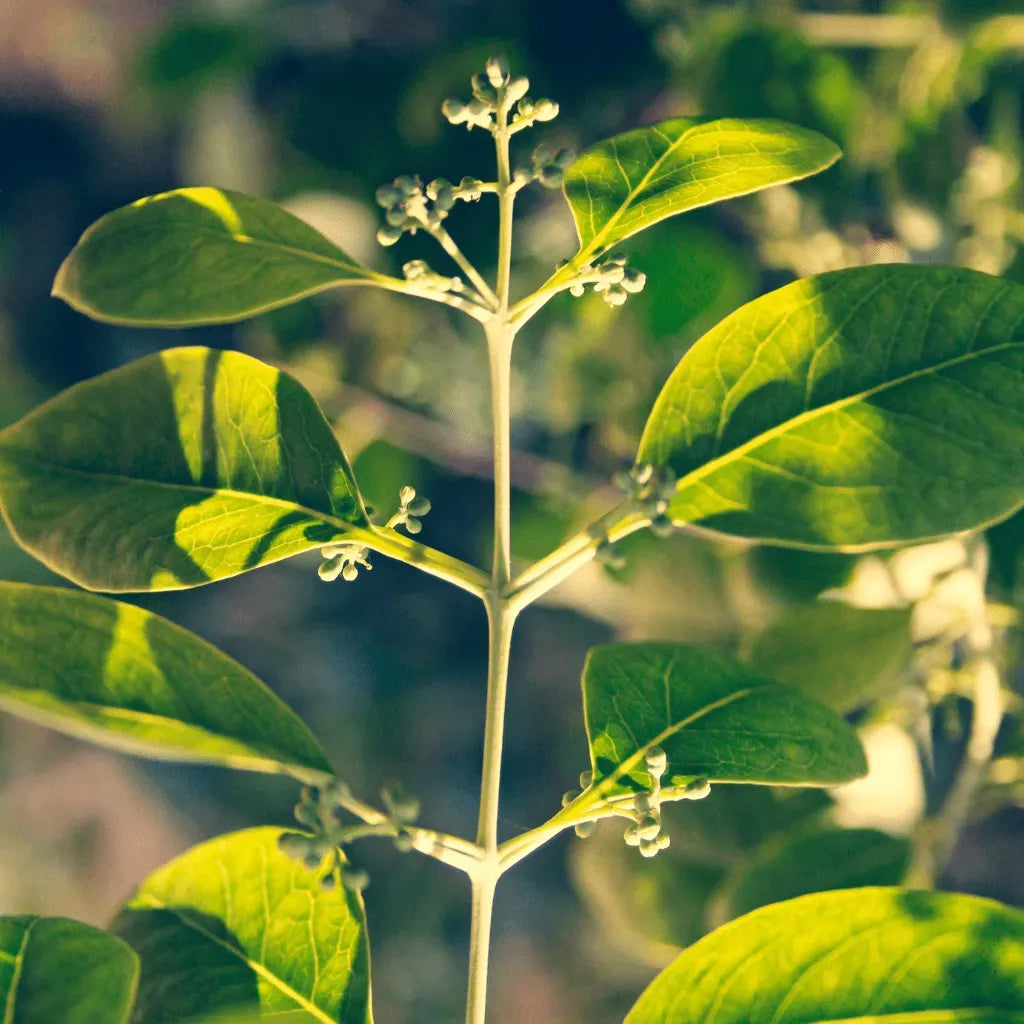 Foglie verdi dell’albero di sandalo, emblema di vitalità, equilibrio e armonia con la natura.