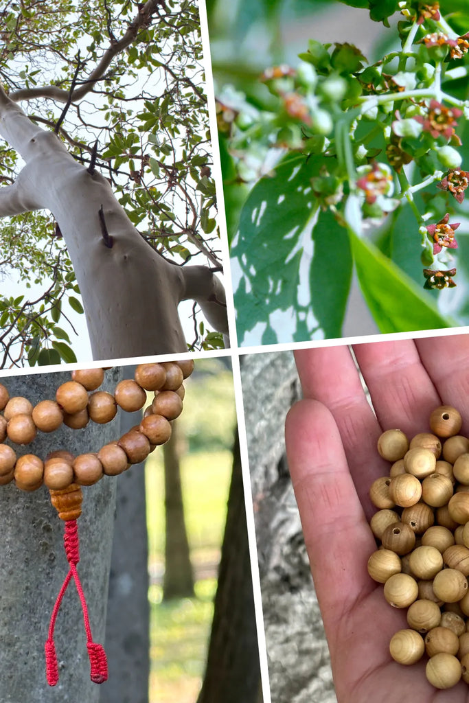 Collage simbolico con l’albero di sandalo, i suoi fiori, una japamālā e una mano che tiene i grani di sandalo, simbolo di purezza, meditazione e devozione.