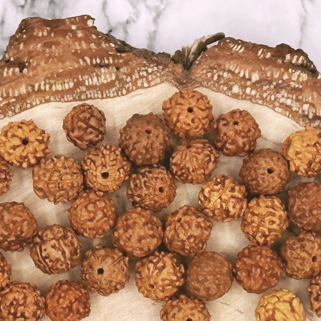 Semi di Rudraksha – semi sacri di Shiva per protezione, forza e consapevolezza nelle creazioni Umadevi