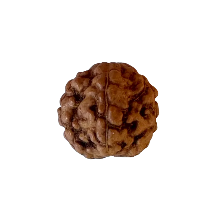 Il sacro seme di rudraksha nella tua japamala personalizzata – significato spirituale e proprietà benefiche