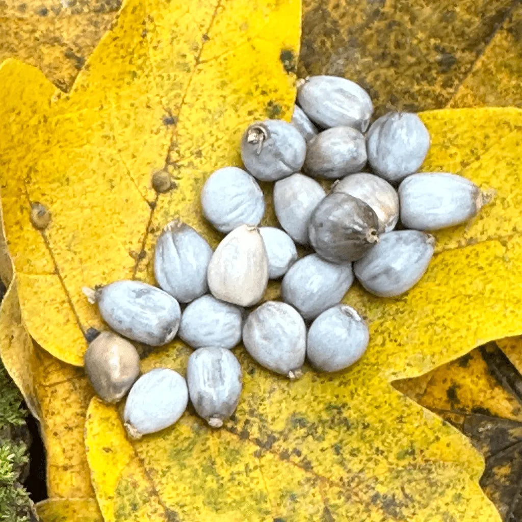 Semi di Vaijayantī disposti su una foglia, simbolo di armonia tra natura e spirito.