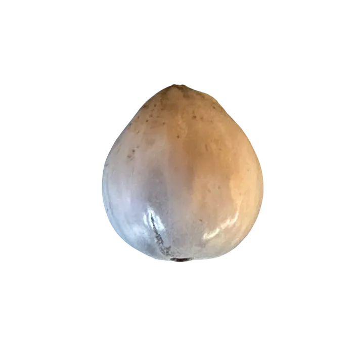 Il sacro seme di vaijayanti nella tua japamala personalizzata – significato spirituale e proprietà benefiche