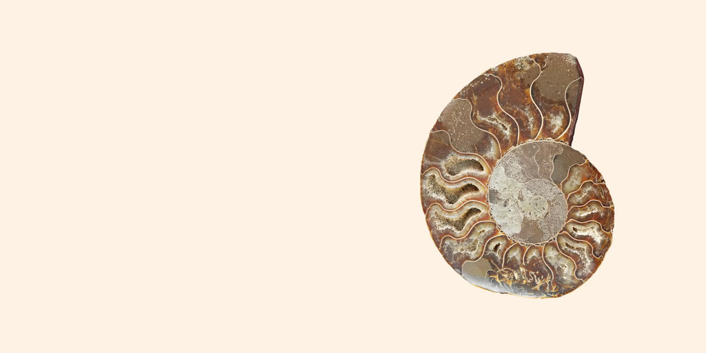 Illustrazione di ammonite, simbolo di trasformazione, flusso vitale e continuità universale.