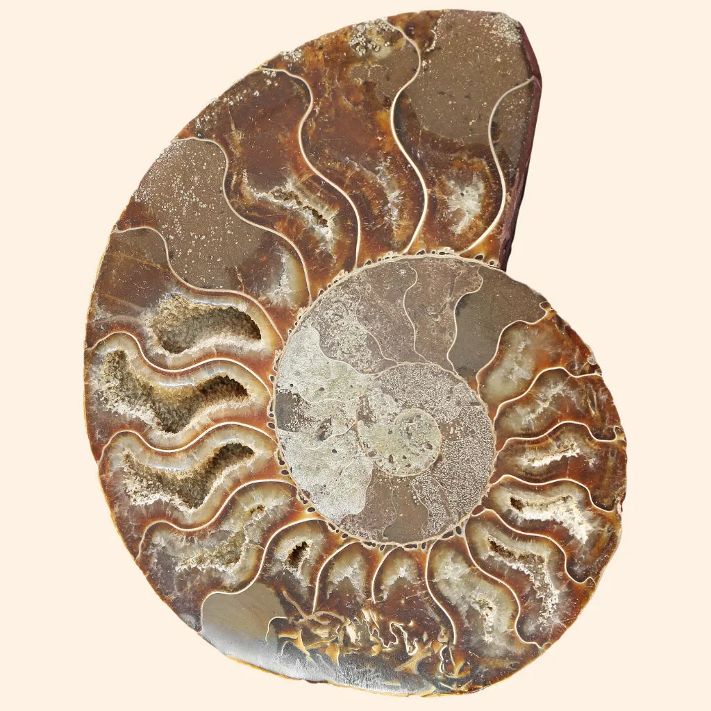 Illustrazione di ammonite, simbolo di trasformazione, flusso vitale e continuità universale.