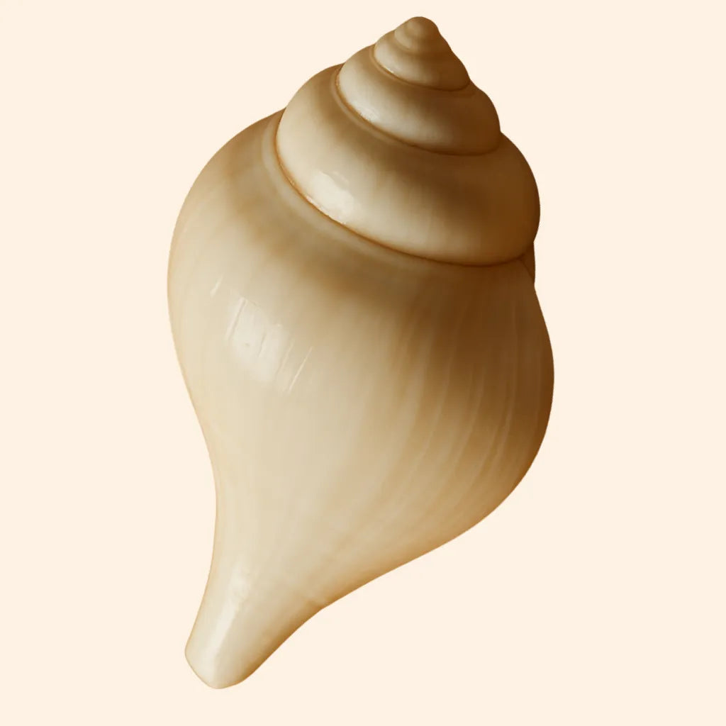 Simbolo dello Śaṅkha, conchiglia sacra di purezza e risveglio spirituale.